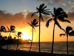 tropical palm trees on the beach in hawaii