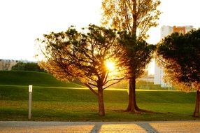 Against Light Tree Sunset