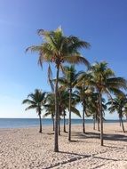 landscape of the palms on a beach