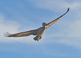 wild pelican in wide flight in the sky