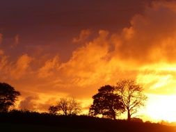 Sunset Fire Tree