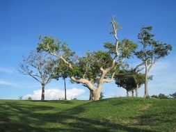 huge green tree on a tropical beach