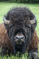 Canada Omega Bison