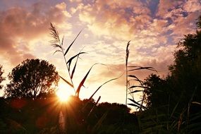 bright sun behind grass at dusk