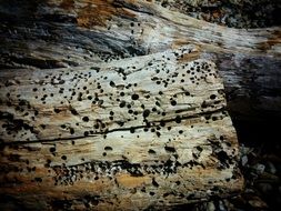 picture of the Driftwood