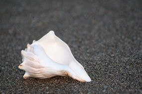 beautiful white sea shell