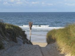 green plants on the beach near the north sea