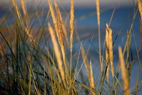 coast plants