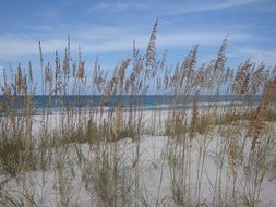 tall grass on the beach in Florida