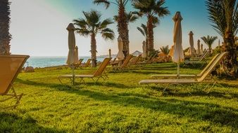 palm trees and sunbeds on a green lawn by the sea