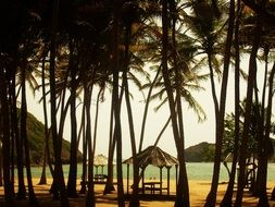 Coconut Palm Beach
