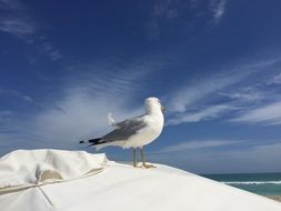 Seagull Miami San