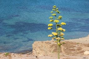 agave stalk on the rocky coast of Sicily