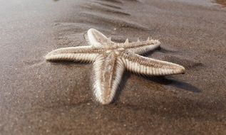 starfish as an inhabitant of the underwater world