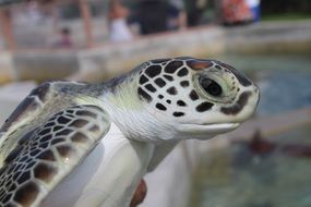 unusual beauty Sea Turtle