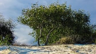 Trees on Sand Dunes, cyprus