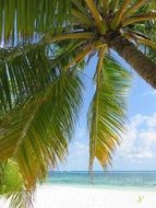 view of the Indian Ocean through a palm tree