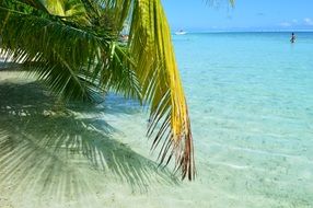 palm leaves hanging over the ocean on Tahiti