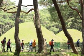 strikingly Hiking Pine