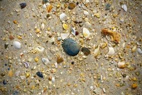 seashell on pebble beach