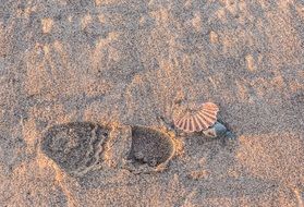 footprints and seashell