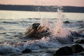 splash of waves near stones in the Baltic Sea