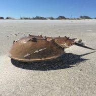 Beach Horseshoe Crab