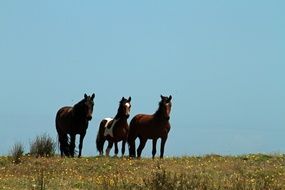 three horses on a hill in chile