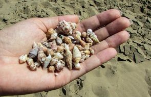 Lots of shells in a hand