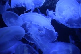 jellyfish is a marine flora