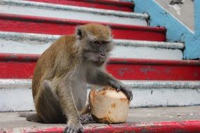 Monkey with Coconut sits on stepway, Malaysia