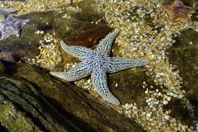 Starfish on seabed, usa, california, san francisco