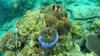 many clown fish among corals