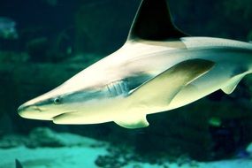 big ocean fish close up