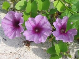 Getfotsipomea or Ipomoea pes-caprae