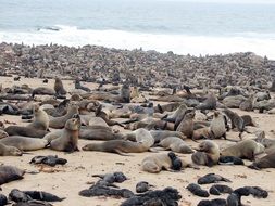 sea animals on the beach in namibia