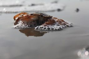 Crab on beach