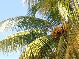 Picture of Coconut Palm
