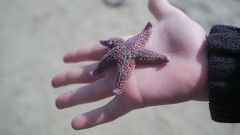 starfish in a child's hand close-up