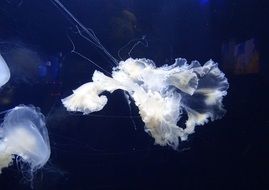 marine jellyfish