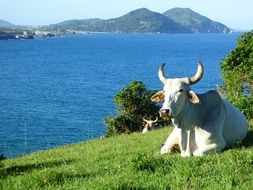 white horned cow on green grass by the sea
