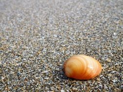seashell on the beach