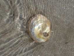 Picture of shell in a water