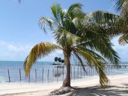 photo of coconut palm tree on a tropical beach