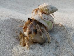 Cancer Sand