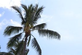 Palm Tree against the sky, bottom view