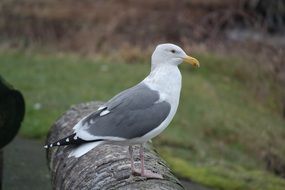 Seagull Hammond