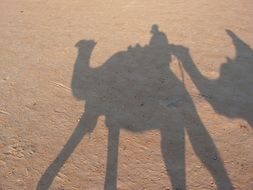 Travel Tunisia Camel