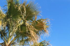 palm tree like tropical tree