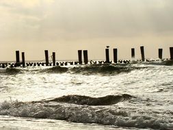 gulls on the Baltic sea beach